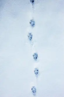 Perspective Prints: footprints of foxes paw in the snow