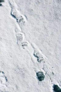 Footprint Prints: Footprints of male Polar bear (Ursus maritimus) on ice flows at Hornsund