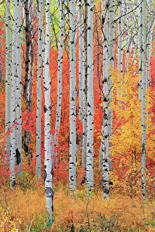 Utah Prints: A forest of aspen and maple trees in the Wasatch mountains