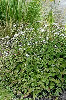 Decoratively Prints: Forest aster (Aster divaricatus Tradescant'), Merkel family, Germany