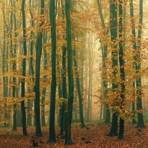 Holz Prints: Forest in autumn landscape. Beautiful natural colorful background with trees