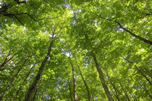 Canopy Prints: Forest canopy, northern hardwood-hemlock-white pine deciduous forest