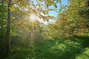 Colourful Prints: Forest edge, deciduous forest, colourful