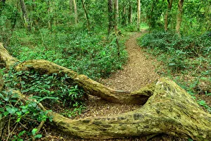 Zulu Kingdom Prints: Forest interior. Kosi Bay. Isimangaliso Wetland Park