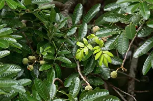 Southafrica Prints: Forest Mahogany (Trichilia dregeana) close-up of leaves and fruit