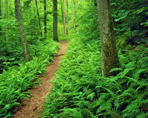 Recreation Prints: Forest Path in Clifty Wilderness Daniel Boone National Forest Red River Gorge National Recreation Area Kentucky