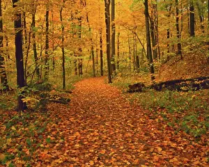 Turning Prints: Forest Path in Fall Sharon Woods Gorge State Scenic Nature Preserve Near Cincinnati Ohio