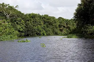 Forest And River At Orinoco Delta In Venezuela