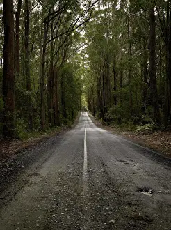 Freedom Prints: Forest road running from rough to smooth with road highlighted in distance