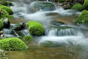 Forest Stream flowing over Mossy Rocks