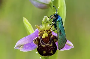 Afrasia Prints: The forester on bee flower Cevennes France