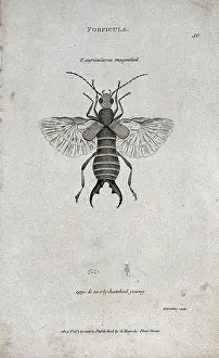 Eggs Prints: A Forficula auricularis shown as imago with eggs and newly-hatched young