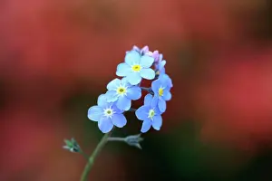 Growing Prints: Forget-me-not, Myosotis arvensis, Single blue flower against a dark red background