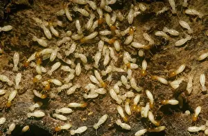 Arthropod Prints: Formosan Subterranean Termites (Coptotermes formosanus), New Orleans, LA