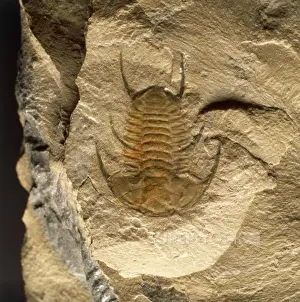 Arthropoda Prints: Fossil of Albertella helena trilobite, Trilobita, Arthropoda, Cambrian