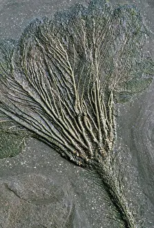 Extinction Prints: Fossilized sea-lily, a crinoid