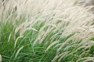 Green Background Prints: Fountain grass, Pennisetum alopecuroides Fairy tails