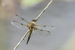 Blade Prints: Four-spotted chaser (Libellula quadrimaculata), male, Thuringia, Germany, Europe