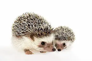 Front Views Prints: Four-toed Hedgehog or African Pygmy Hedgehog (Atelerix albiventris)