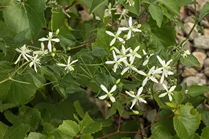 Vine Prints: Fragrant Virgin's Bower (Clematis flammula) close-up of flowers