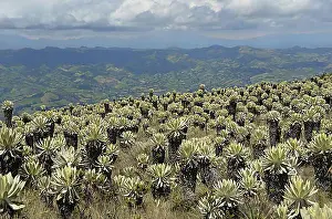 Ecuador Prints: Frailejon or Fraylejon (Espeletia pycnophylla) plants in the paramo landscape