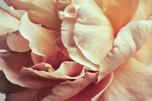 Softness Prints: Full frame peach colored rose petals