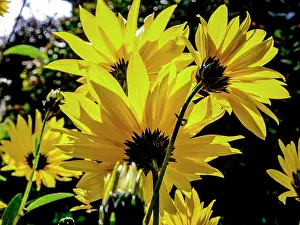 Back Lit Prints: France, Brittany, Gulf of Morbihan, Sunflowers in backlight
