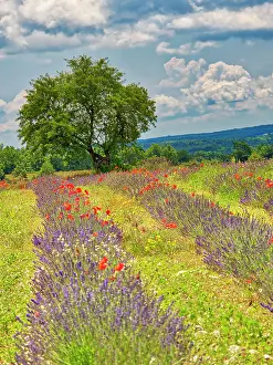 Provence Prints: France, Provence, Sault, Lone tree and poppies