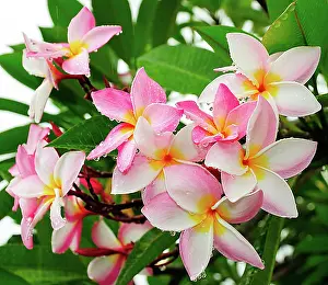 East Africa Prints: Frangipani (Plumeria) flowers with raindrops, Mahe, Seychelles, Africa