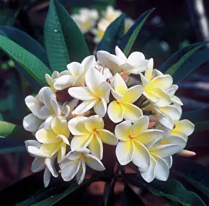 Central American Prints: Frangipani (Plumieria acutifolia) South Africa