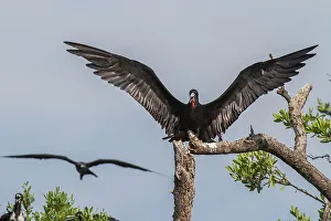 Back Ground Prints: Fregata magnificens, An Adult Magnificent Frigatebird Lands