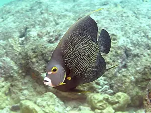 Natural Preserve Prints: French angelfish (Pomacanthus paru)