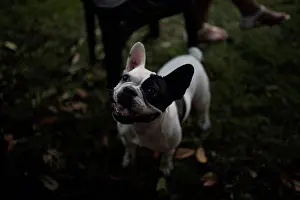 Thoroughbred Prints: French bulldog on a meadow