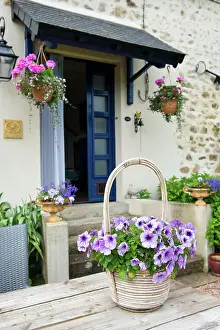 Blume Prints: French garden Flower pot Pink Petunias in French garden Copyright: xZoonar