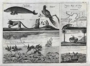 French Prints: French Guiana: above, a sea-lion and a parakeet next to a map of Papo's bay; below