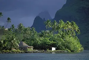 Afternoon Prints: French Polynesia, Moorea, Thatched bungalow and outbuilding on clearing with palm trees