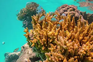 French Polynesia, Rangiroa Atoll, Blue Lagoon. Green chromis fish and coral