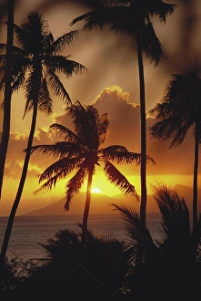 Tahiti Prints: French Polynesia, Tahiti, Palm trees silhouetted by a vibrant sunset