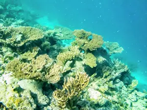 Jaynes Gallery Prints: French Polynesia, Tikehau Atoll. Coral garden underwater