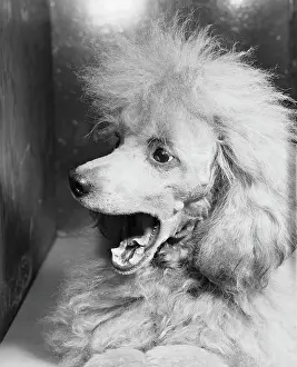 Animal Mouth Prints: French Poodle