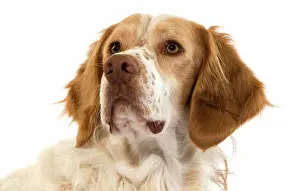 Canidae Prints: French Spaniel Dog(Cinnamon Color), Portrait Of Male