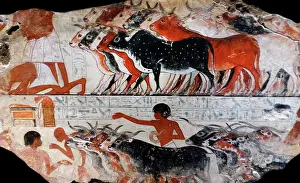 Cattle Prints: Fresco from the tomb of Nebamun
