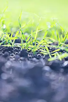 Plain Colored Background Prints: Fresh green plants on an agriculture field