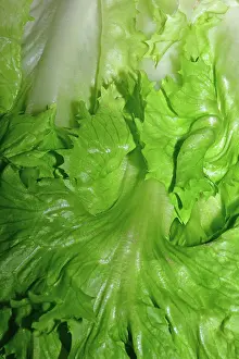 Italienisch Prints: Fresher Endivia salad in close-up 1093512582