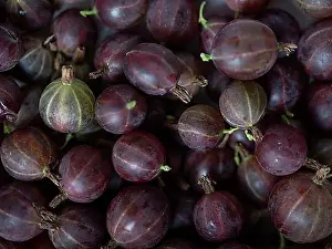 Northern Germany Prints: Freshly harvested gooseberries (Ribes uva-crispa) (syn)