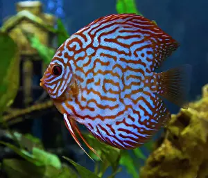 Aquarium Prints: Freshwater tropical discus, Mosaic Turquoise Discus