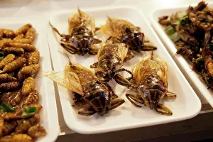 Medium Group Prints: Fried insects at food stall in the Night Bazaar