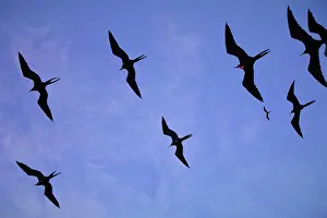 Ecuador Prints: Frigate birds, Galapagos Islands, Ecuador