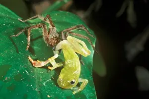 Prey Prints: Frog-eating Spider (Cupiennus sp.) eating Glass Frog, Monteverde, Costa Rica