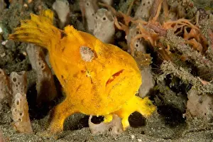 Young Animals Prints: Frogfish (Antennarius sp.), yellow/orange variety with large lure